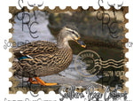 Duck stamp SRC T